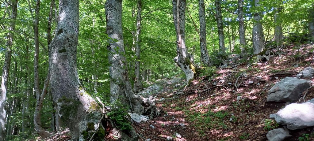 Tappa Sentiero italia CAI Castelsaraceno-Latronico - Foto Franco Tanzi