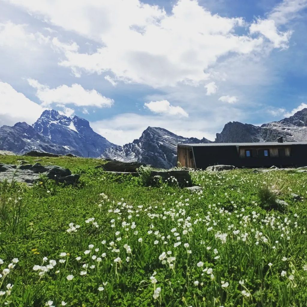 Prati in fiore al Refuge Viso a metà giugno - Foto FB Refuge Viso