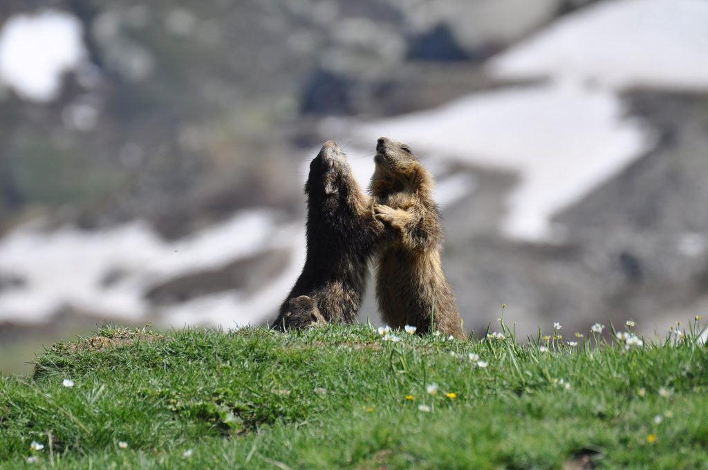 Marmotte nel PNGP - Foto Wikimedia Commons  @Mairate eleonora