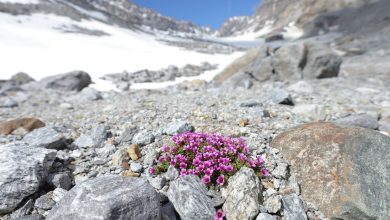 Photo of Gran Paradiso, fiori al posto della neve. Preoccupa lo stato del Ghiacciaio Ciardoney