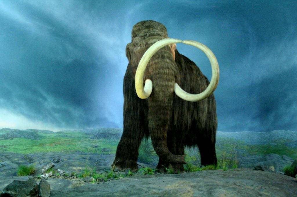 Mammut Lanoso. Foto wikimedia commons