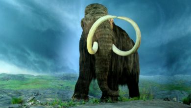 Photo of Cucciolo di mammut di 30mila anni scoperto tra le miniere d’oro del Klondike
