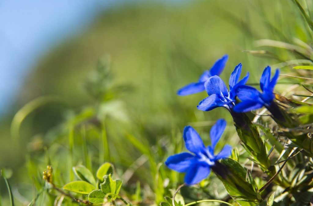 giardini botanici, genziana