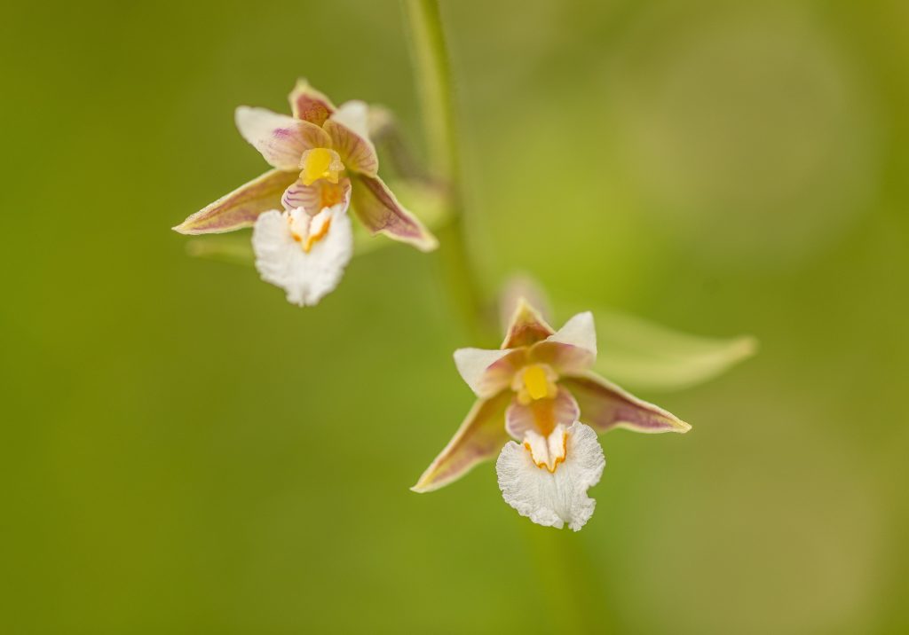 Orchidee - Foto Unsplash @Hans  Juergen Roessler