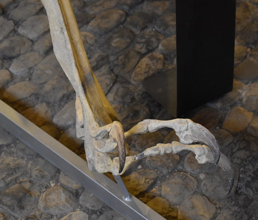 Particolare della zampa di uno pterosauro gigante - Foto Wikimedia Commons @Tylwyth Eldar