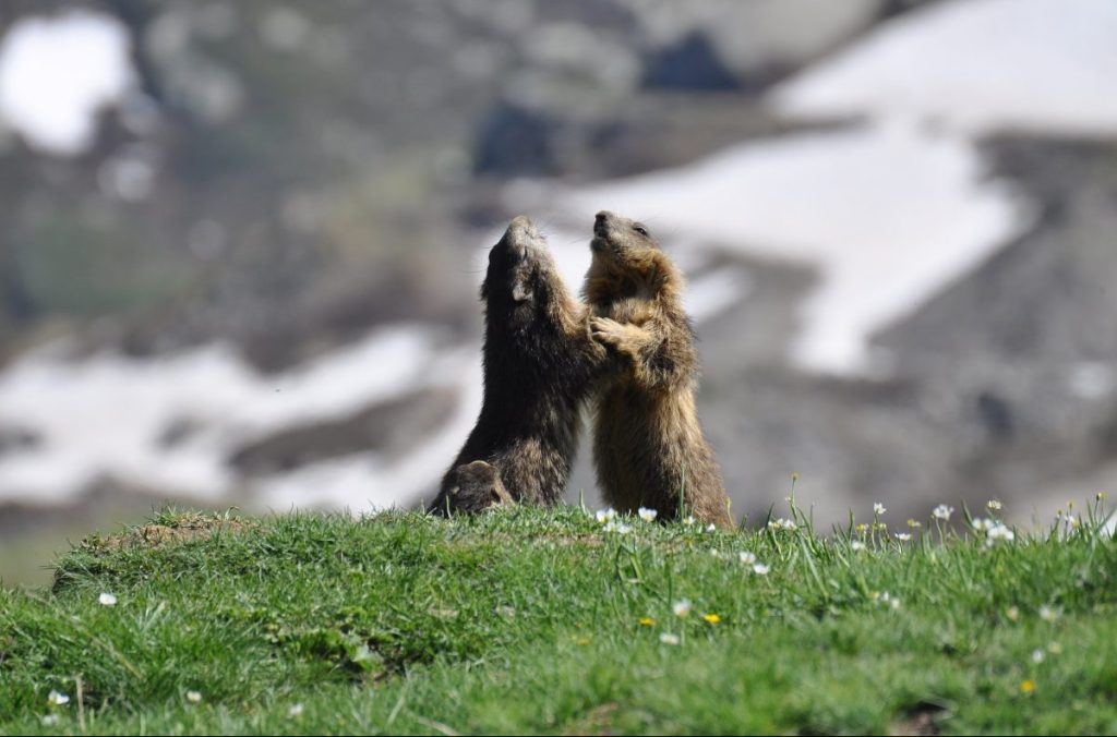 contest, parco gran paradiso