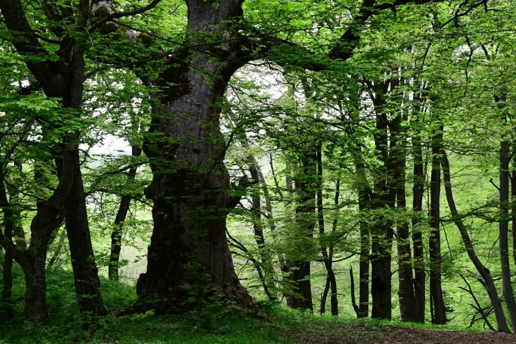 Il Bosco di Sant