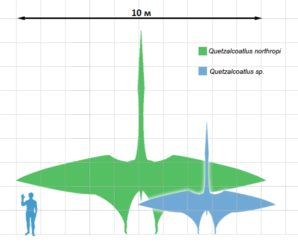 I più grandi pterosauri al mondo - Foto Wikimedia Commons @Matt Martyniuk (Dinoguy2), Mark Witton and Darren Naish