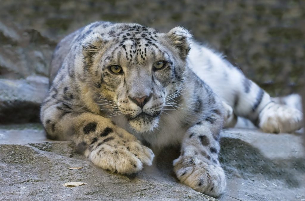 leopardo delle nevi