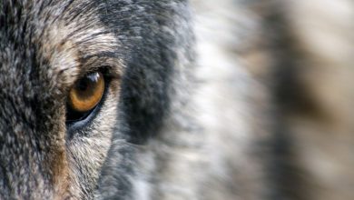 Photo of Come frenare l’uccisione illegale dei lupi? In Maiella si punta sugli “investigatori”