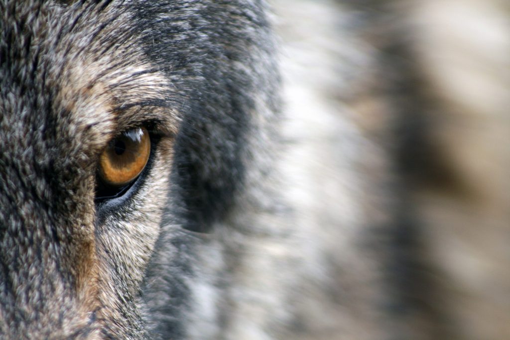 Il fiero sguardo del lupo - Foto Pixabay @Sandra Petersen