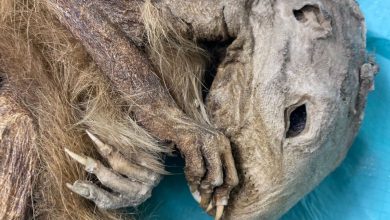 Photo of Lo strano ritrovamento di una marmotta mummificata sul ghiacciaio del Lyskamm