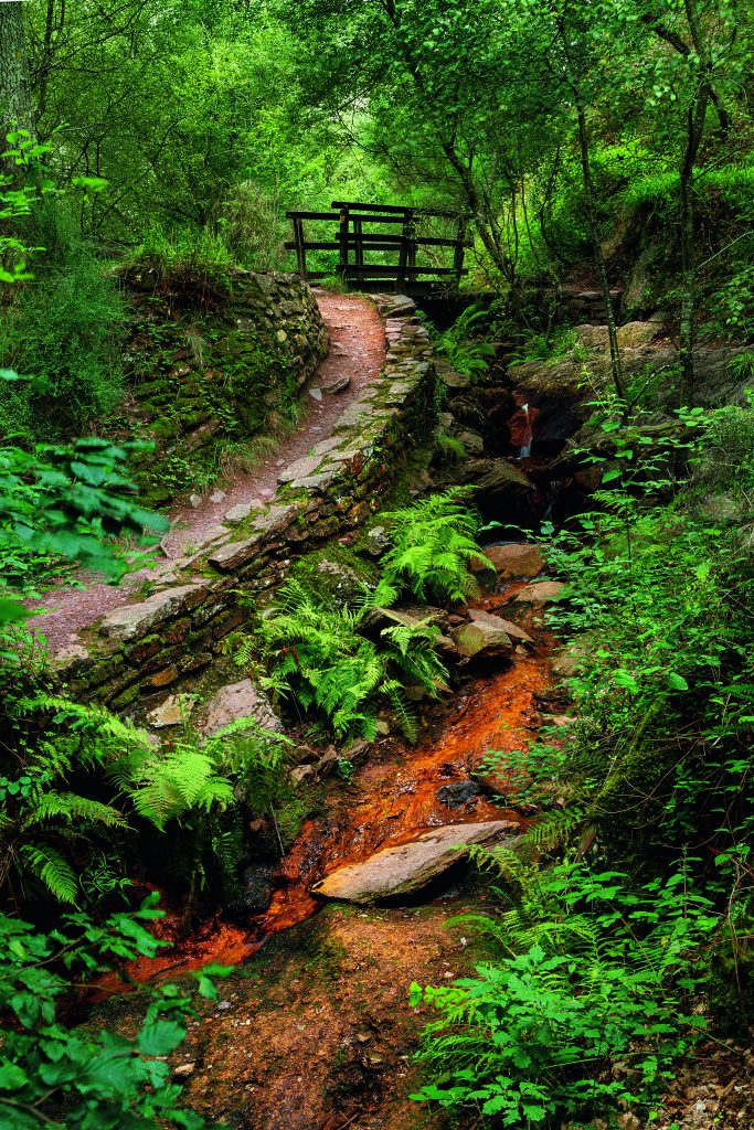 Uuno dei tanti sentieri che percorrono l’intera area forestale di Paimpont, toccando piccoli laghetti
e suggestivi siti panoramici. Sopra, una vetrata della chiesa
di Tréhorenteuc riproduce l’apparizione del Santo Graal
ai cavalieri della Tavola Rotonda. Foto Puntostudiofoto Lda/Adobe Stock