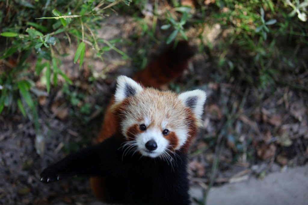Panda Rosso nel Langtang - Foto ANSA (Xinhua /Sunil Sharma).****Authorized by ytfs* (Credit Image: © Sunil Sharma/Xinhua via ZUMA Wire)