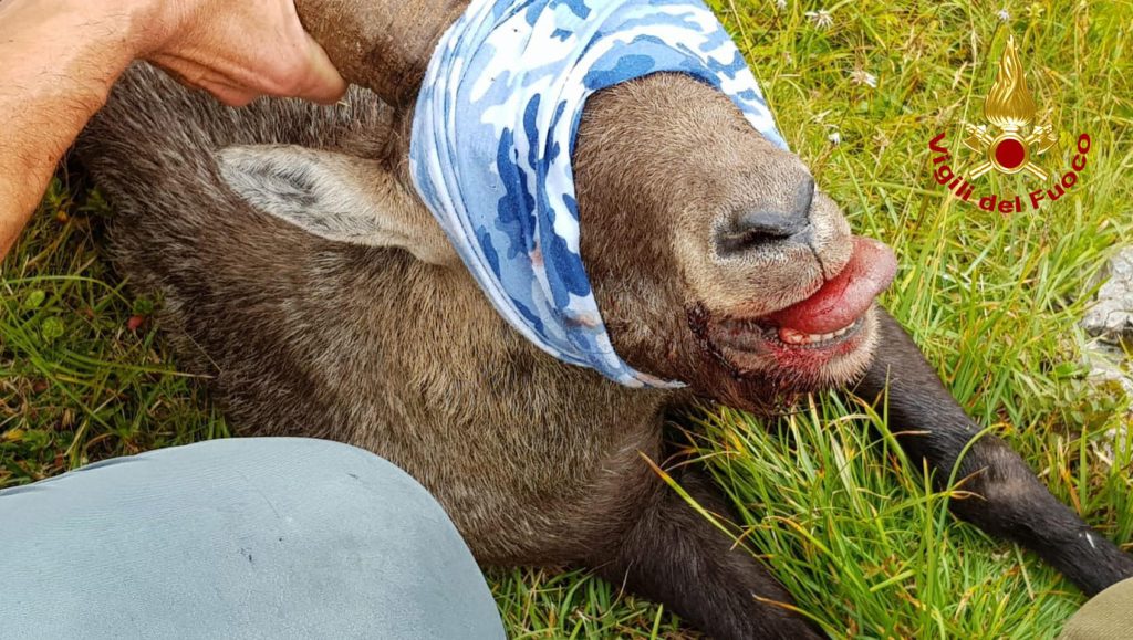 Foto ANSA/ VIGILI DEL FUOCO 