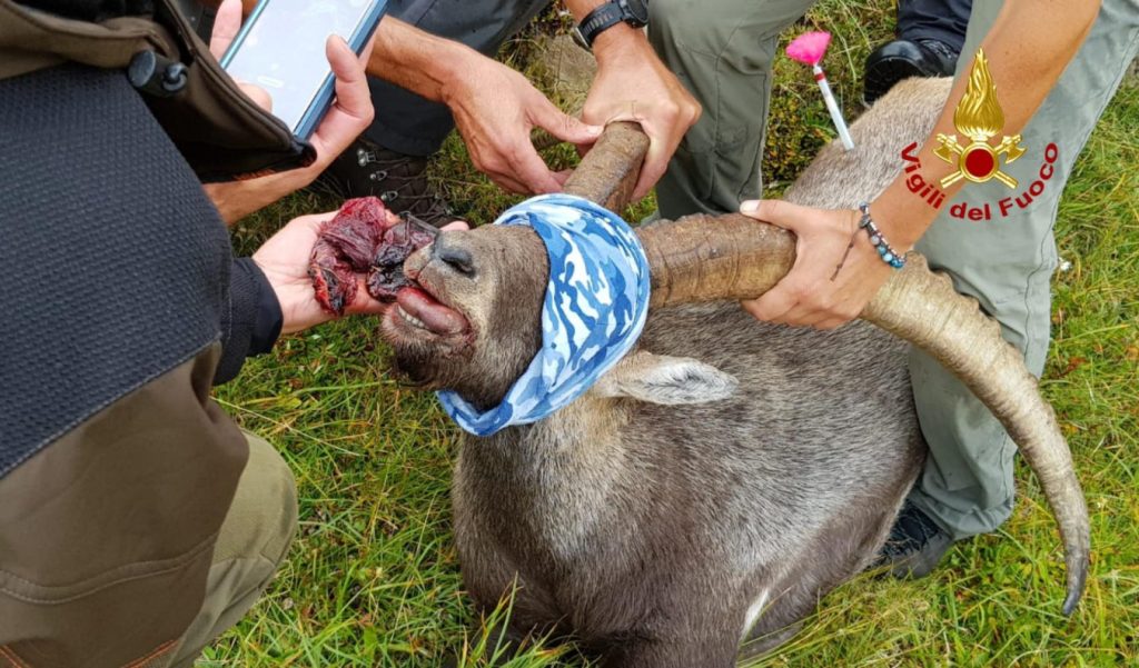 Foto ANSA/ VIGILI DEL FUOCO 