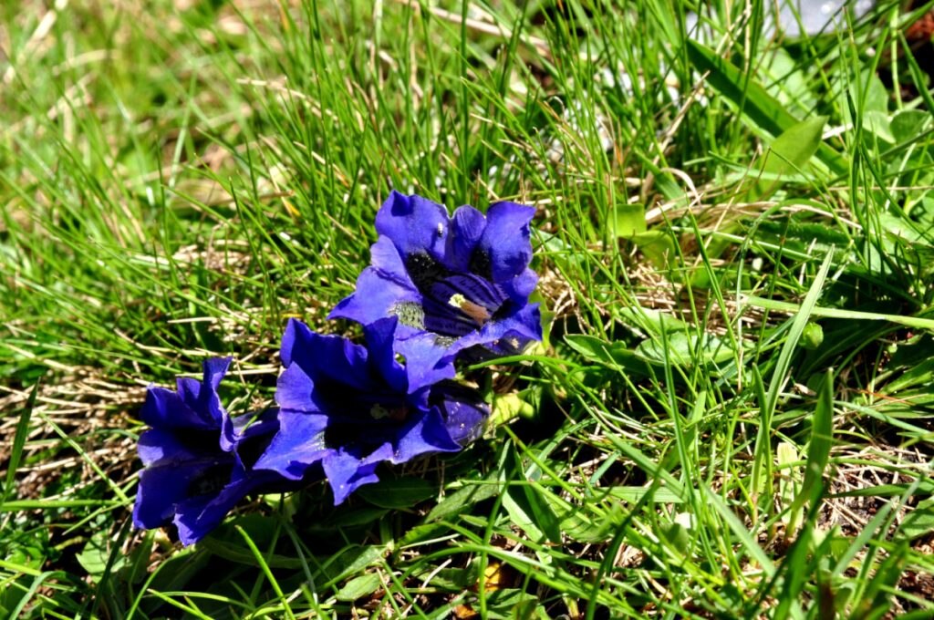 Genziane sulle Dolomiti Bellunesi