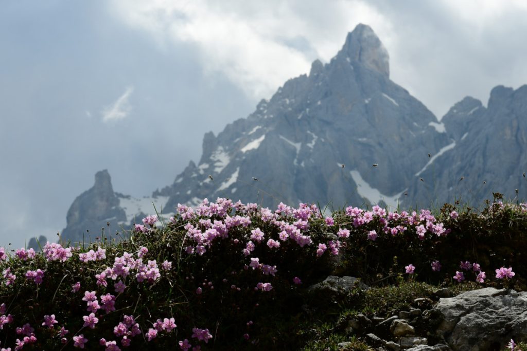 Il Cimon della Pala dalla Baita Segantini
