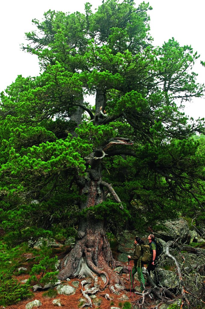 Il sorprendente tronco di uno dei cembri centenari presenti nell’Alevé. A destra,
una delicata fioritura di Silene acaulis, comunemente detto muschio fiorito,
nel Vallone dei Duc. foto di Livio Piatta/World Images