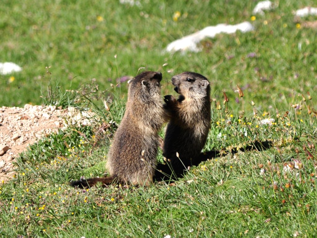 Marmotte sull