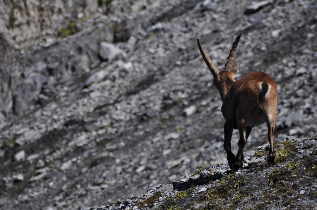 Stambecco nel Parco dello Stelvio