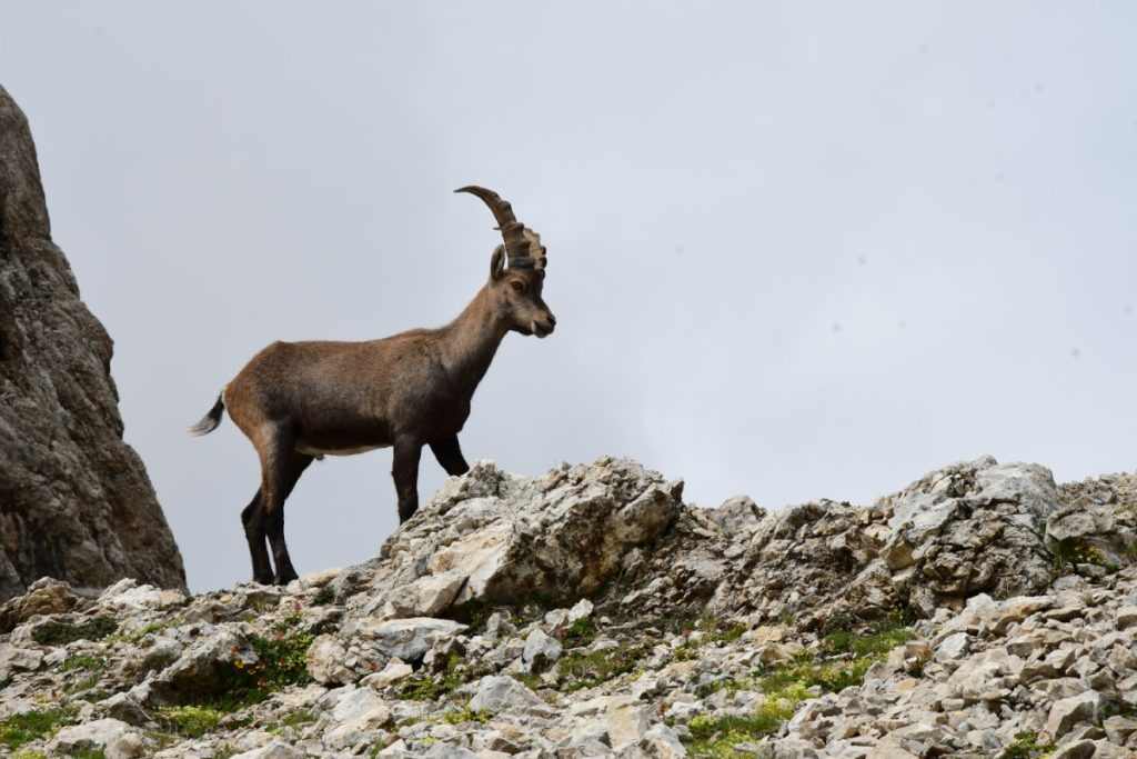 Uno stambecco