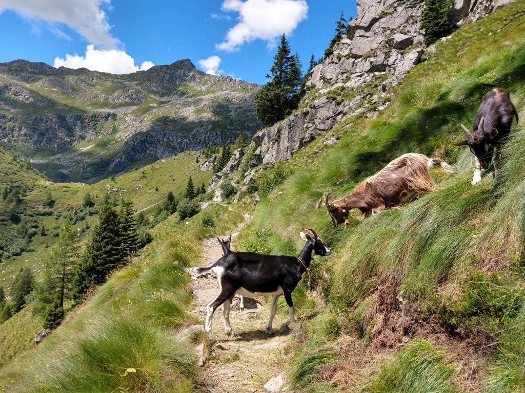 Madonna di Campiglio - Foto Unsplash @Floor Van Lent
