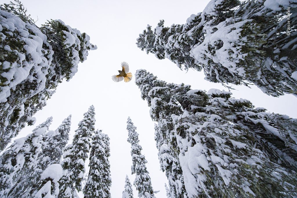 Vincitore - Giovani fotografi (15-17 anni) La ghiandaia che volava in alto Lasse Kurkela (Finlandia) osserva una ghiandaia siberiana volare in cima ad un abete per procurarsi il cibo. Nella foresta di vecchi abeti, Lasse voleva dare il senso della scala dimensionale alle sue foto di una piccolissima ghiandaia siberiana. Ha usato dei pezzi di formaggio per abituare le ghiandaie alla sua fotocamera controllata in remoto, incoraggiandole a percorrere una precisa traiettoria in volo. Le ghiandaie siberiane usano i vecchi alberi come dispense, attaccando con la saliva appiccicosa semi, frutti, piccoli roditori e insetti nelle crepe della corteccia e nei buchi, tra i licheni penzolanti. Nikon D5 + 14–24mm f2.8; 1/800 sec a f4 (+0.7 e/v); ISO 6400; controllo remote Vello Kuusamo, Northern Ostrobothnia, Finlandia