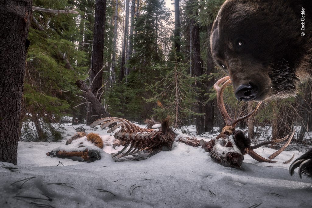 Vincitore - Animali nel loro ambiente Gli avanzi del grizzly Zack Clothier (USA) scopre che un grizzly si è interessato alla sua fototrappola. Zack ha pensato che i resti di cervo fossero il luogo ideale per posizionare la fototrappola, ma tornare sulla scena è stato complicato. Infatti Zack ha dovuto attraversare acqua di disgelo e superare alberi caduti, solo per scoprire che l’attrezzatura era distrutta e che questo era l’ultimo scatto realizzato dalla fotocamera. I grizzly, sottospecie dell’orso bruno, passano molti mesi in ibernazione ed emergono in primavera, affamati e alla ricerca di una grande varietà di cibo, inclusi mammiferi. Nikon D610 + 18–35mm f3.5–4.5 a 25mm; 1/160 sec a f10 (-1.7 e/v); ISO 1000; due flash Nikon SB-28; sistema di fototrappolaggio autocostruito Seeley Lake, Montana, USA