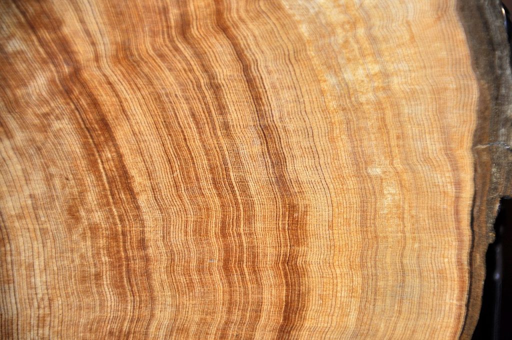 Anelli di accrescimento di un albero - Foto Wikimedia Commons @James St. John