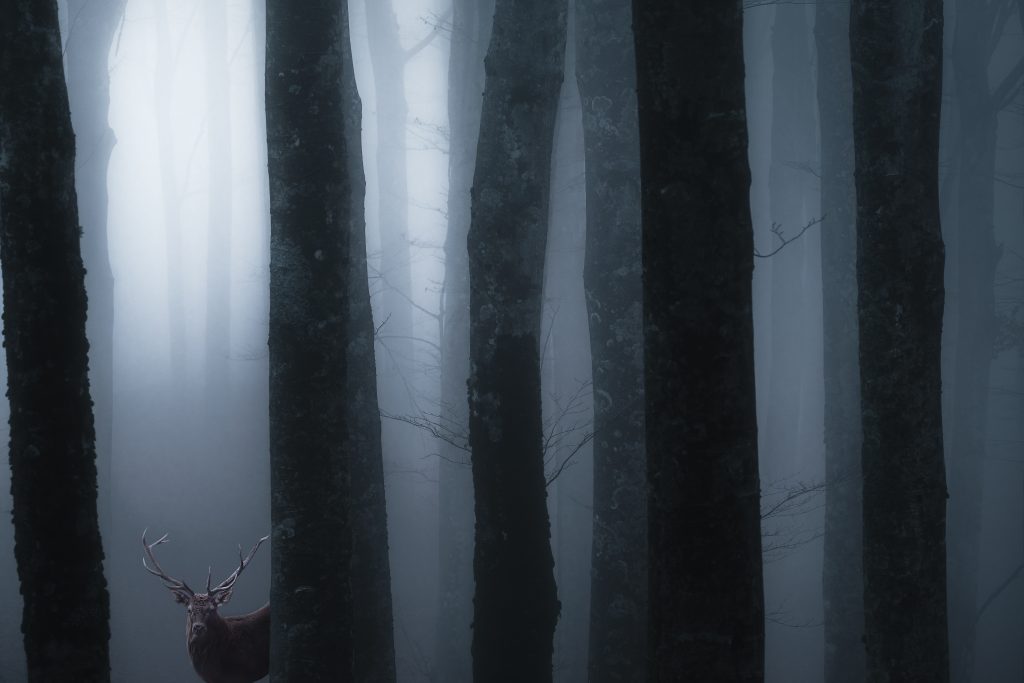 Manuelo Bececco (secondo premio) - Titolo: Il cervo - Luogo: Parco Nazionale Foreste Casentinesi, Toscana - Didascalia fornita dall’autore: Era una mattinata buia all