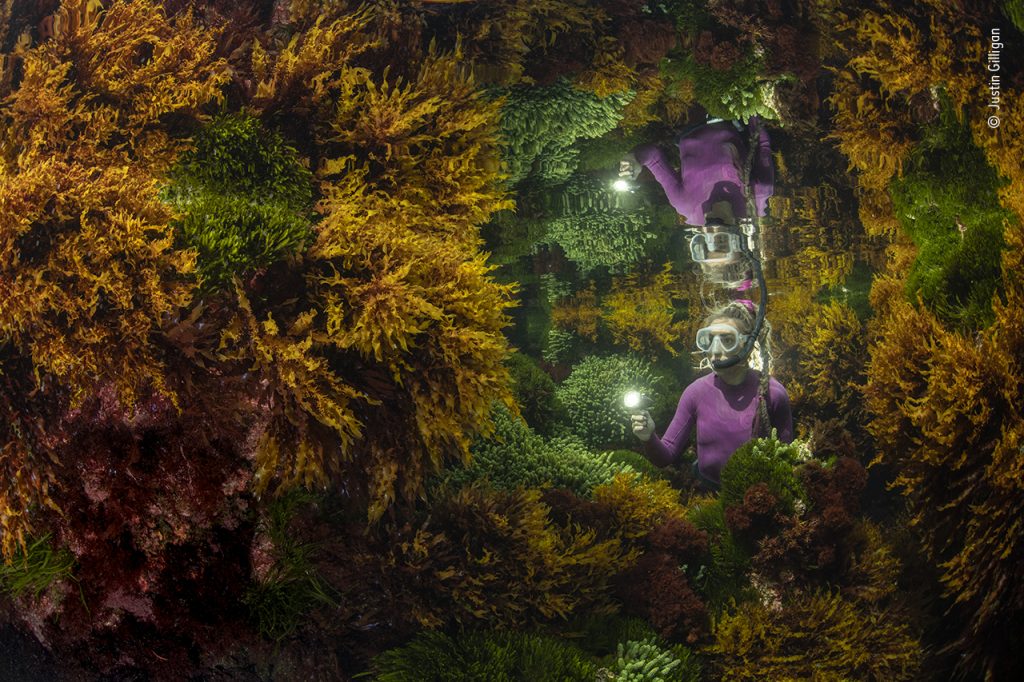 Vincitore - Piante e Funghi Riflesso ricco Justin Gilligan (Australia) fotografa il riflesso di una guardiaparco tra le alghe. Nel reef tropicale più a sud del mondo, Justin voleva mostrare come l’attenta gestione umana possa aiutare a conservare questa giungla sommersa di alghe. Con una finestra temporale di soli 40 minuti per avere la giusta marea, ha impiegato 3 giorni di tentativi ed errori prima di ottenere questa foto. L’impatto del cambiamento climatico, con temperature in aumento, sta rovinando le barriere ad un ritmo mai visto. Le foreste di alghe supportano centinaia di specie, catturano l’anidride carbonica, producono ossigeno e proteggono le coste. Nikon D850 + Sigma 15mm f2.8, 1/160 sec at f13; ISO 400; custodia Nauticam, 2 flash Ikelite DS161 + cavo sincro Lord Howe Island, New South Wales, Australia