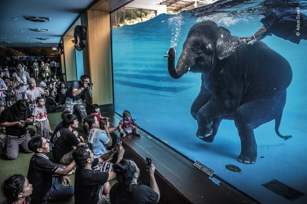 Vincitore - Fotogiornalismo L’elefante nella stanza Adam Oswell (Australia) porta l’attenzione sui visitatori dello zoo mentre guardano un giovane elefante esibirsi sott’acqua Anche se questa esibizione è stata pubblicizzata come educativa e come esercizio per gli elefanti, Adam era disturbato dalla scena. Le organizzazioni che si occupano di benessere animale infatti ritengono che si tratti di sfruttamento, in quanto incoraggia comportamenti innaturali. Il turismo legato agli elefanti è aumentato in Asia e in Thailandia ora ci sono più elefanti in cattività che in natura. La pandemia ha portato al collasso del turismo, con i santuari che non avevano più fondi per poter curare i propri animali. Nikon D810 + 24–70mm; 1/640 sec a f2.8; ISO 1250 Khao Kheow Open Zoo, Chonburi Province, Thailandia