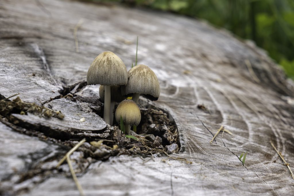 Andrea Pittini - Titolo: Spuntati dal nulla - Luogo: Friuli-Venezia Giulia - Didascalia fornita dall’autore: Famiglia di funghi su una ceppaia.