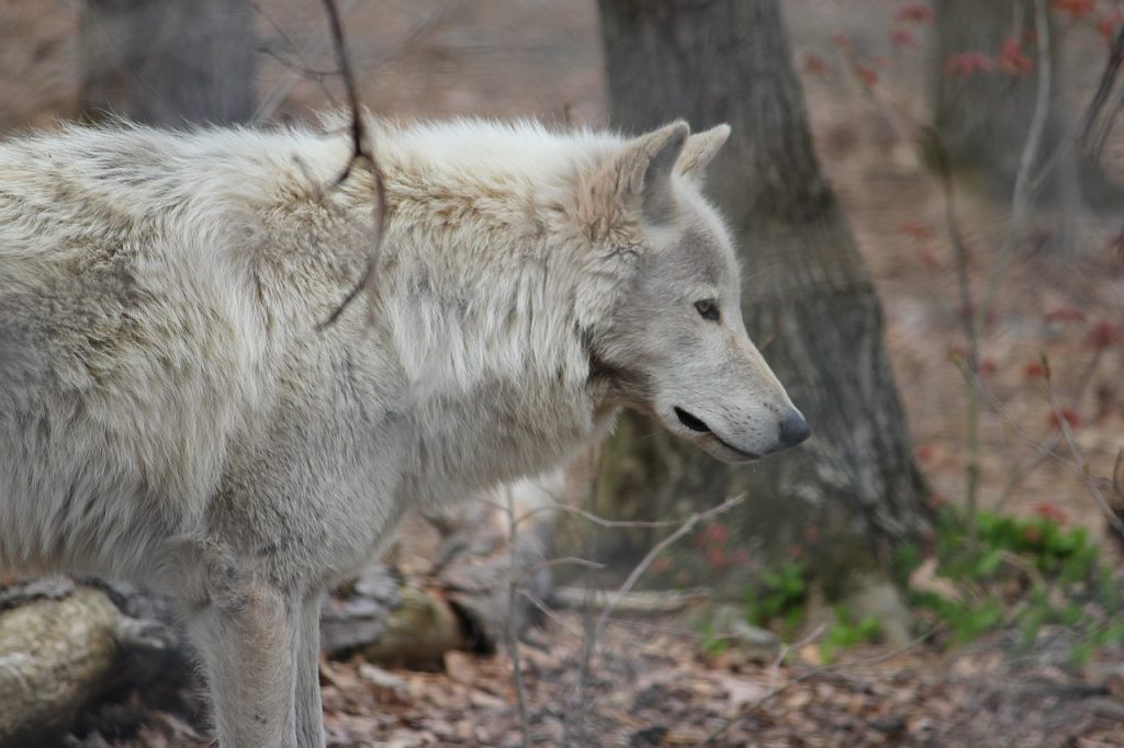 Lupo artico - Foto Wikimedia Commons @Fool4myCanon