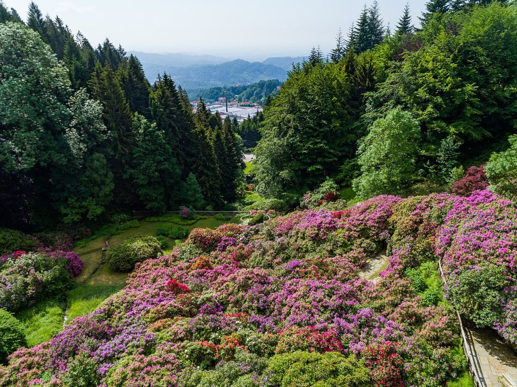 Conca dei rododendri, Oasi Zegna - Foto Wikimedia Commons @Erisimo