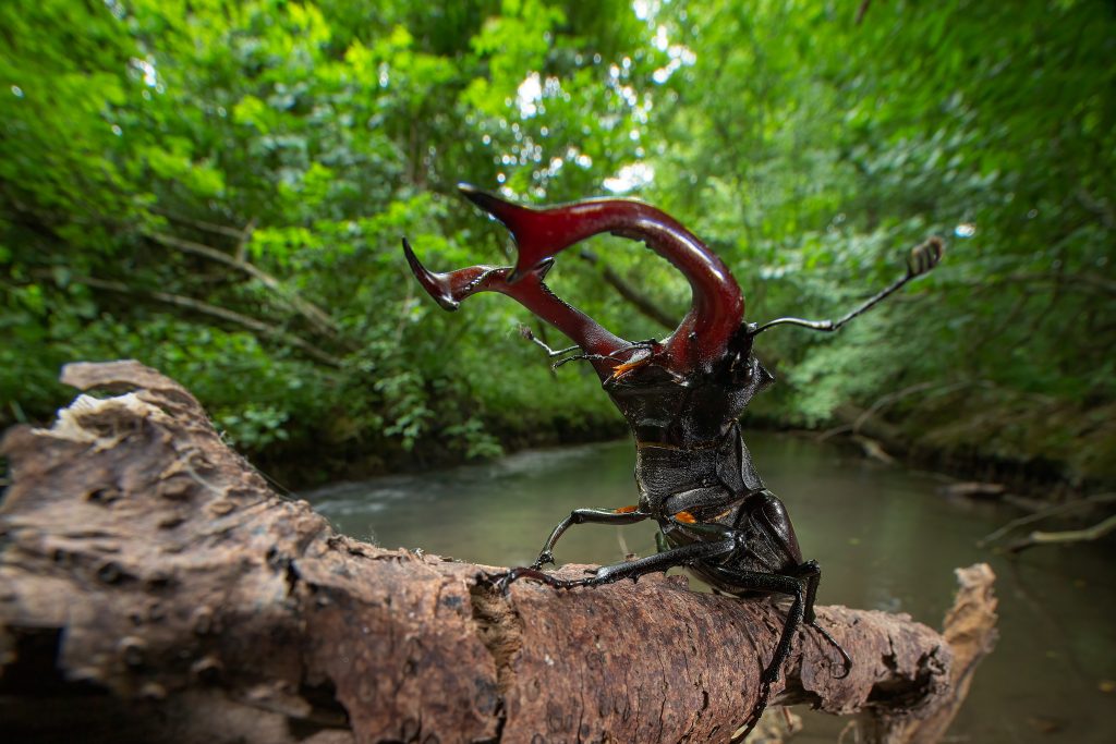 Dario Quattrin - Titolo: Piccoli titani - Luogo: Bosco di Marzinis, Zoppola (PN) - Didascalia fornita dall’autore: Maschio di cervo volante, il più grande coleottero europeo, che in primavera cerca una compagna per l