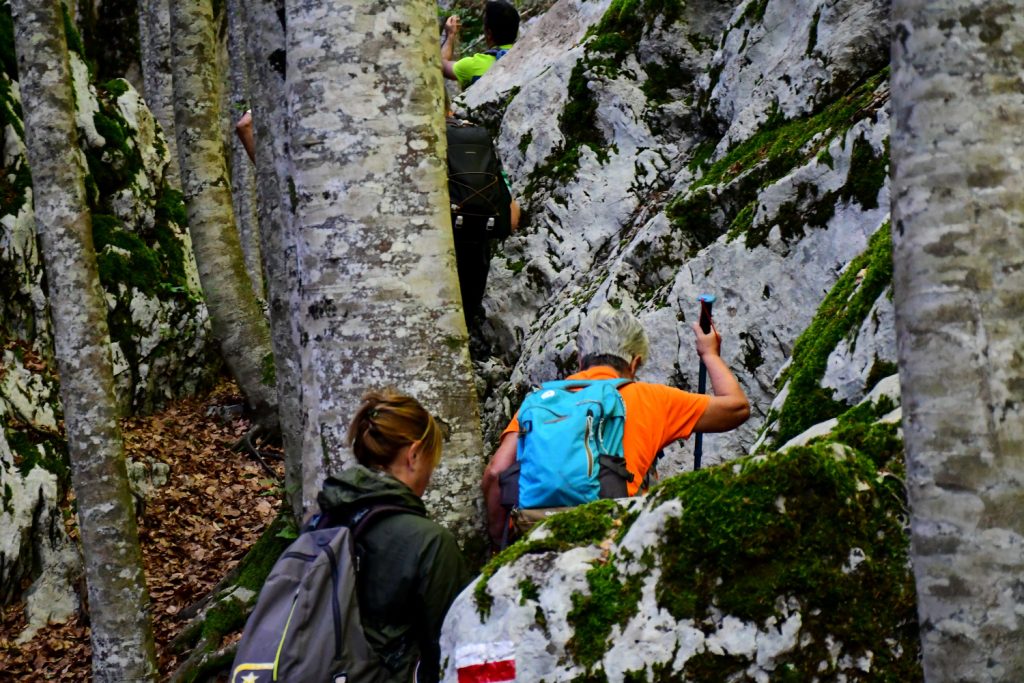 Faggi e rocce nelle Gole di Jannace