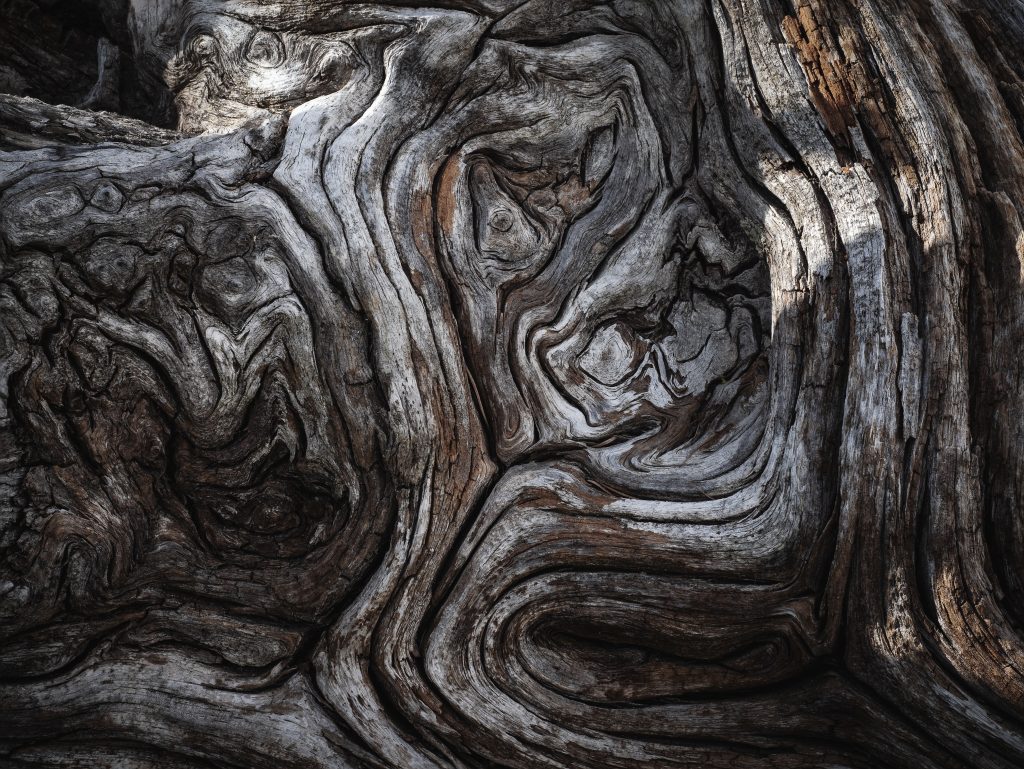 Gianni Zanella - Titolo: Piegato dal tempo - Luogo: Trentino - Didascalia fornita dall’autore: Un vecchio tronco di larice dove è possibile osservare l