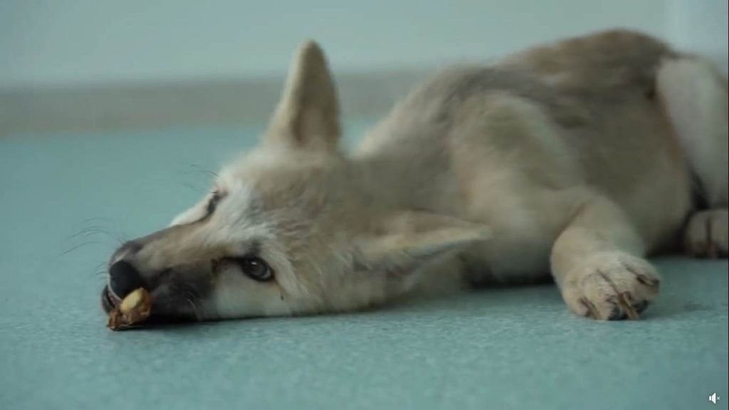 Un frame del video di presentazione di Maya 