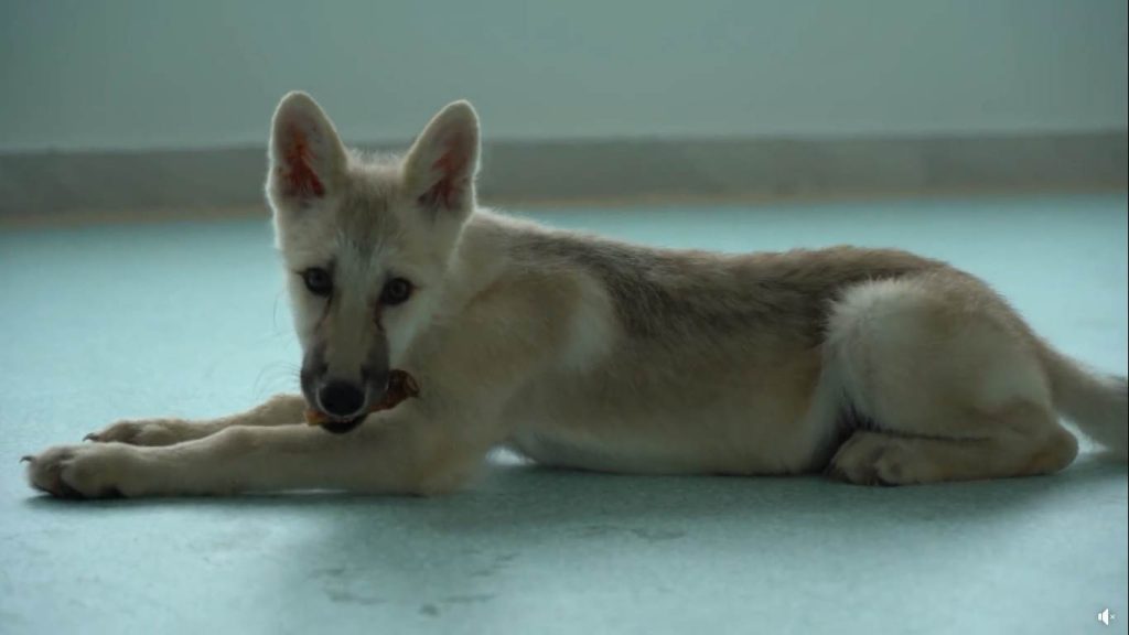 Un frame del video di presentazione di Maya 