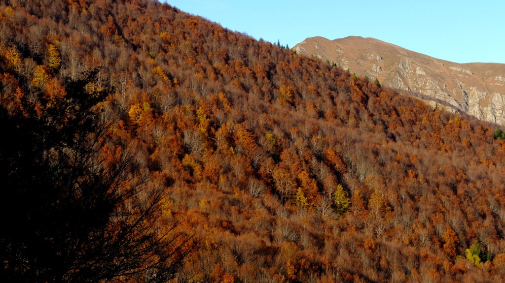 La faggeta del Monte Vecchio dalla Pania di Corfino