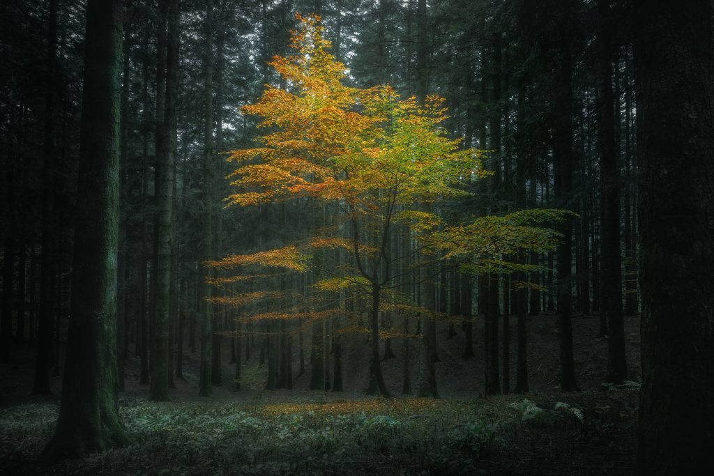 Manuelo Bececco - Titolo: Luce divina - Luogo: Foreste Casentinesi - Didascalia fornita dall’autore: Una bellissima Giornata Uggiosa dove filtrava una leggera luce che illuminava la platea con al centro questo bellissimo esemplare di albero colorato in veste autunnale.