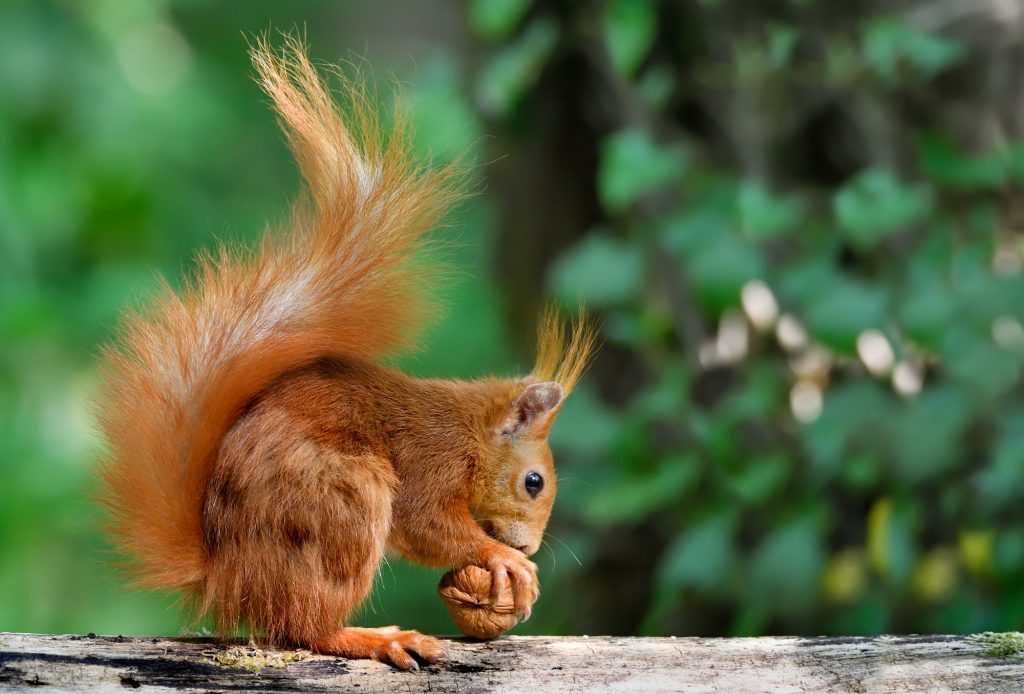 Raffaele Torchia - Titolo: Lo scoiattolo e le noci, scoiattolo rosso - Luogo: Parco di Monza  - Didascalia fornita dall’autore: Durante l