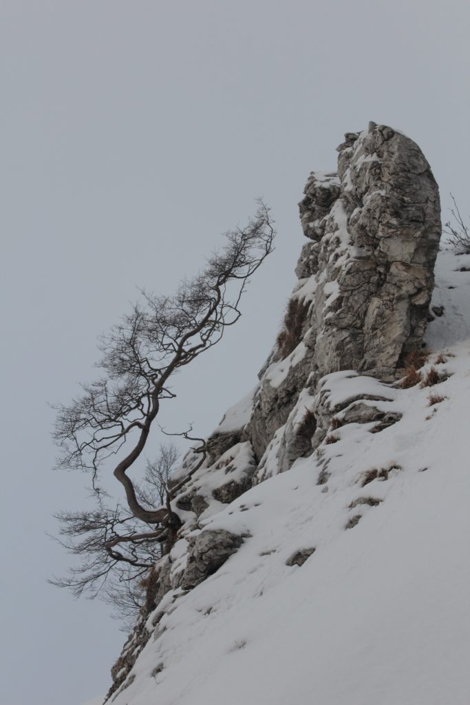 Samuele Ghignoli - Titolo: Il coraggio della solitudine - Luogo: Passo degli Uncini, Alpi Apuane (Massa) - Didascalia fornita dall’autore: Foto scattata al Passo degli Uncini sulle Alpi Apuane di Massa mia città natale Essendo amante della montagna spesso ho fatto escursioni sulle Alpi Apuane e in un febbraio qualche giorno dopo una nevicata sono salito al Passo degli Uncini. Qui ho trovato questo singolare albero che danzava con la roccia a cui era aggrappato. La lotta per la vita la solitudine un cielo bianco quasi come la neve sottostante la composizione era perfetta in tutta la sua nostalgia e bellezza.