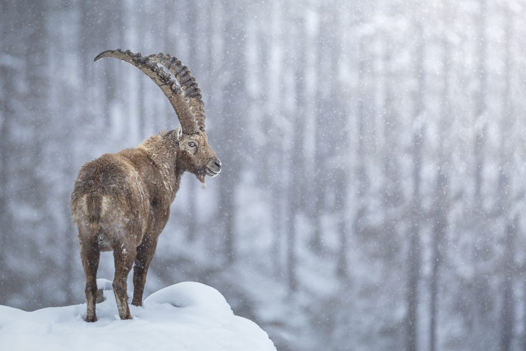 Stambecco nella neve - Foto Wikimedia Commons @Paolo800