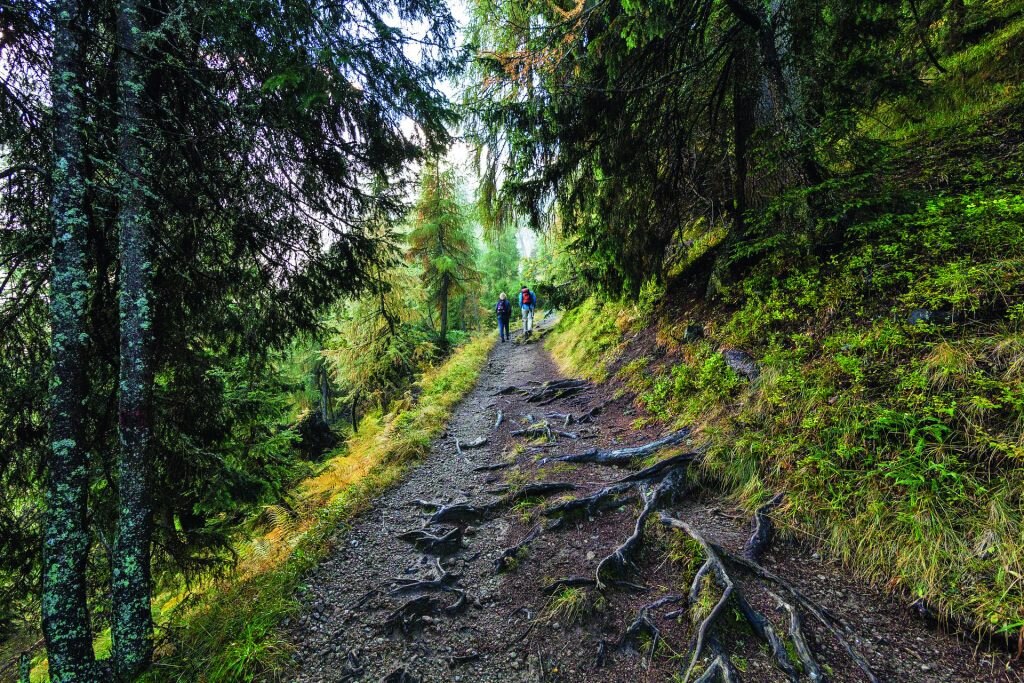 Uno dei molti sentieri del Tarvisiano, una foresta con numerose piante secolari. Foto FABRICE GALLINA