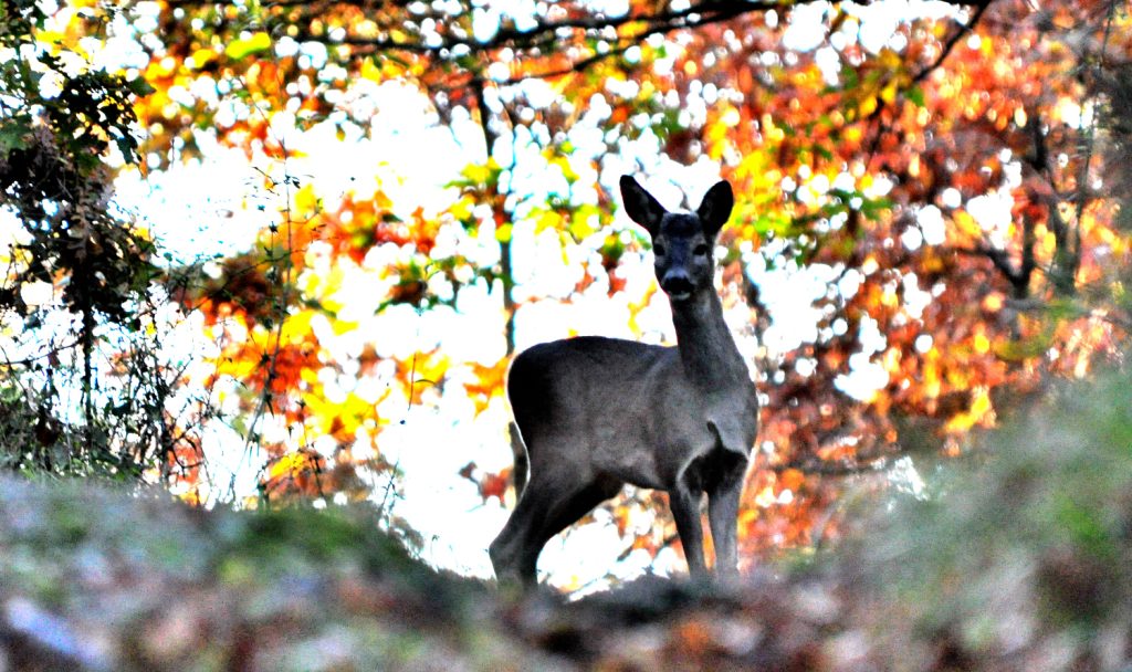 Un capriolo nel bosco