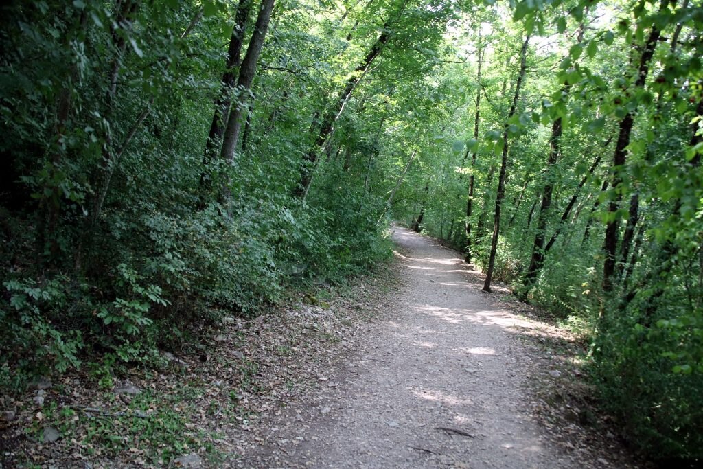 Bosco di San Francesco - Foto Wikimedia Commons @Mongolo1984