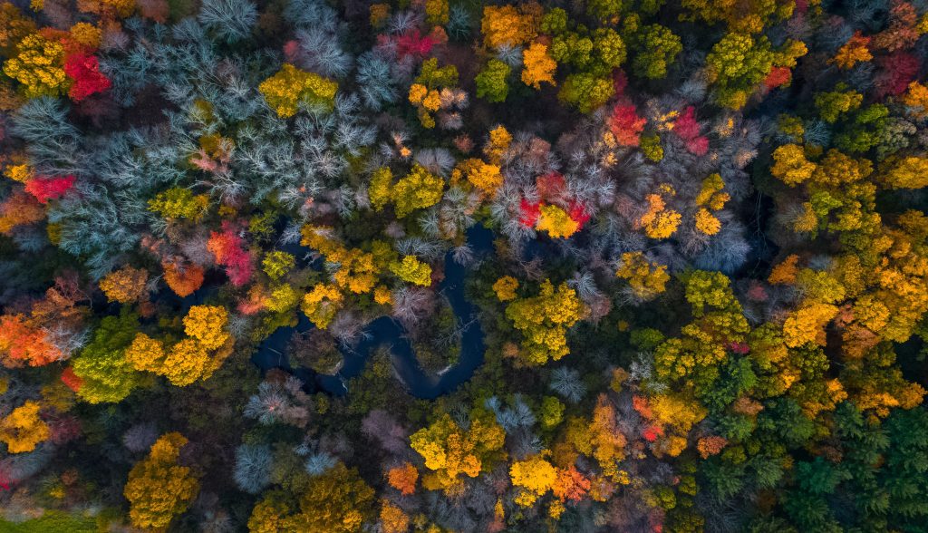 Drone su bosco autunnale - Foto Unsplash @Balazs Busznyak